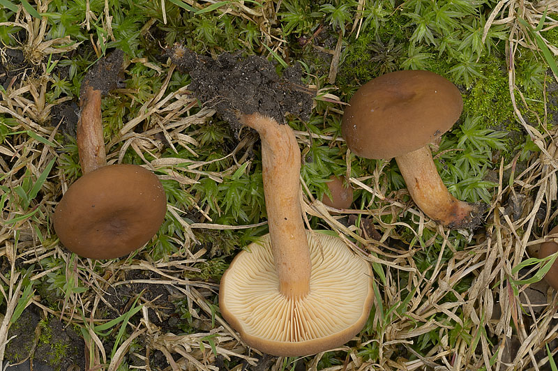 Lactarius serifluus